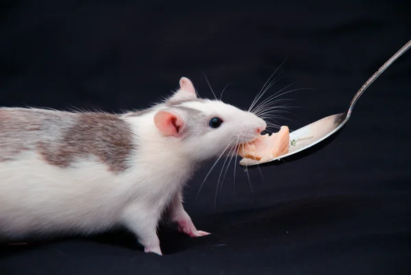 Rat eats with a spoon — Stock Photo, Image