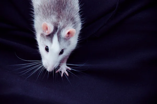 siyah zemin yerli sıçan