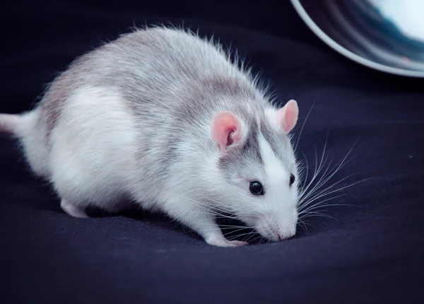 Hausratte auf schwarzem Hintergrund — Stockfoto