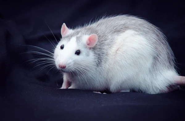 Indenlandsk rotte på sort baggrund - Stock-foto