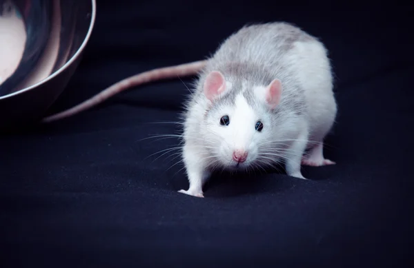 siyah zemin yerli sıçan