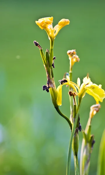 Iris amarillo — Foto de Stock