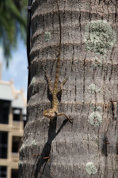 Lagarto — Foto de Stock