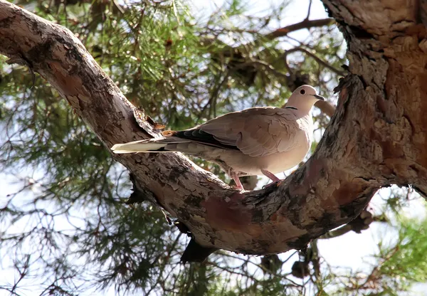 Turtledove — Stockfoto