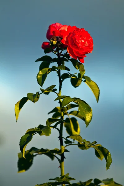 Rózsa a kertben — Stock Fotó