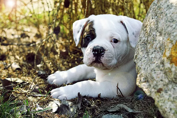 Piccolo cucciolo — Foto Stock