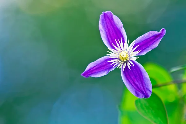 Clematis. — Foto de Stock