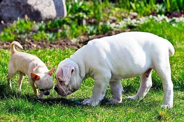 Twee puppies spelen — Stockfoto