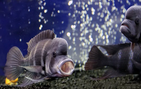 Cyphotilapia frontosa — Stock Photo, Image