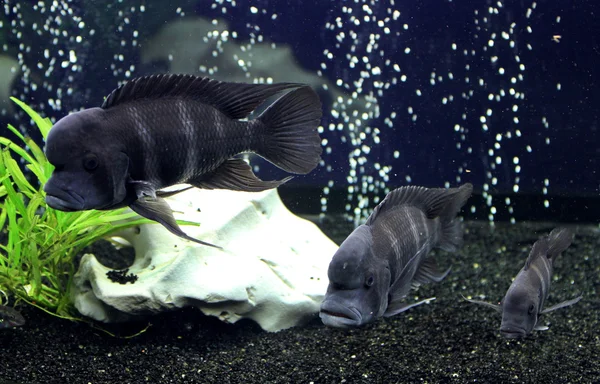 Cyphotilapia frontosa — Stock Photo, Image