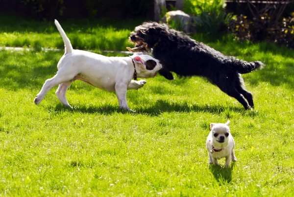 Gelukkige honden — Stockfoto