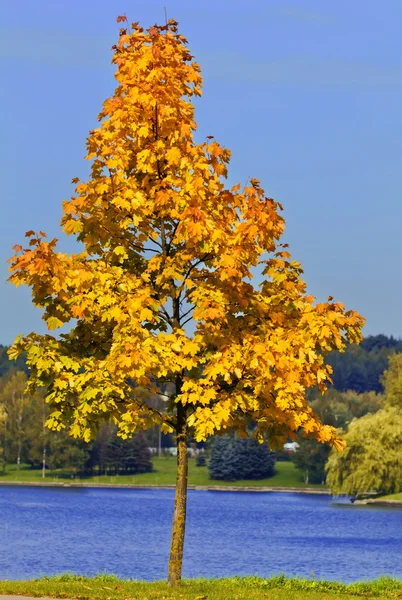 Gelber Ahorn — Stockfoto