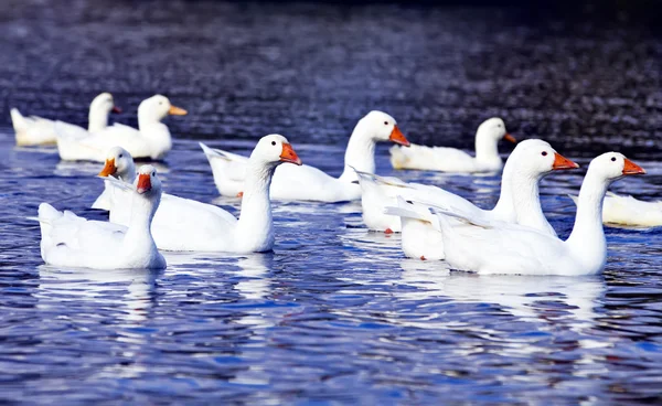 Hermosos patos blancos en el estanque — Foto de Stock
