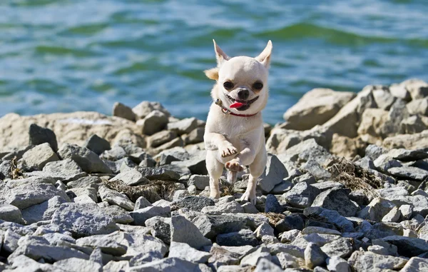 Chihuahua runnig w pobliżu rzeki w słoneczny dzień — Zdjęcie stockowe