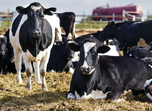 Vaches dans la cour — Photo