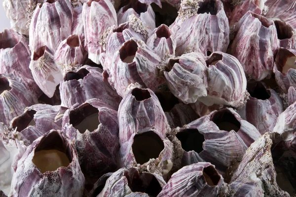 Violet corals — Stock Photo, Image