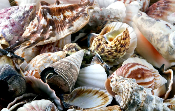 Heap of shells — Stock Photo, Image