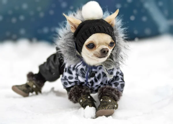 Cute chihuahua — Stock Photo, Image
