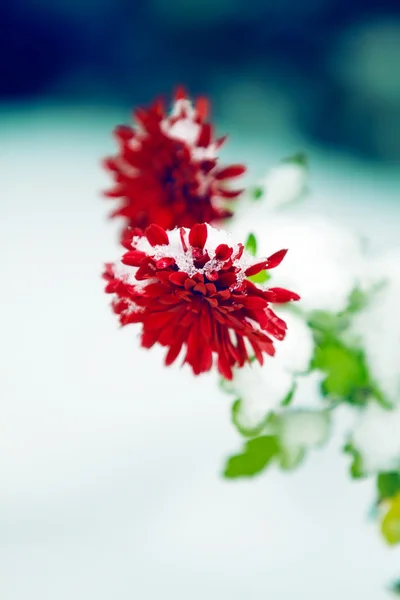 Chrysant onder de sneeuw — Stockfoto