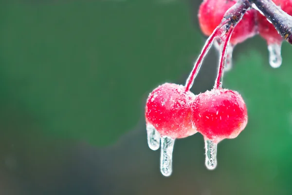 Cereja congelada — Fotografia de Stock