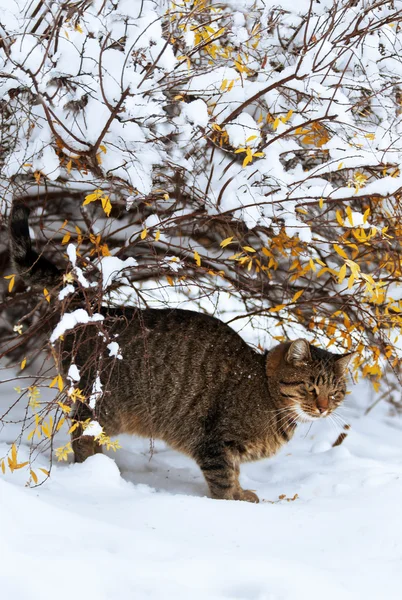 Katt på snön — Stockfoto