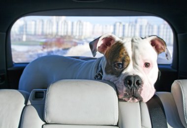 American bulldog travelling by car clipart