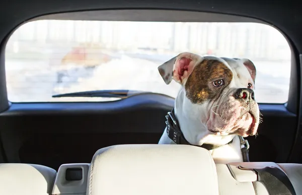 Hund i bilen Royaltyfria Stockfoton