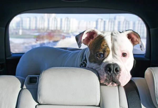 Amerikanische Bulldogge unterwegs mit dem Auto Stockbild