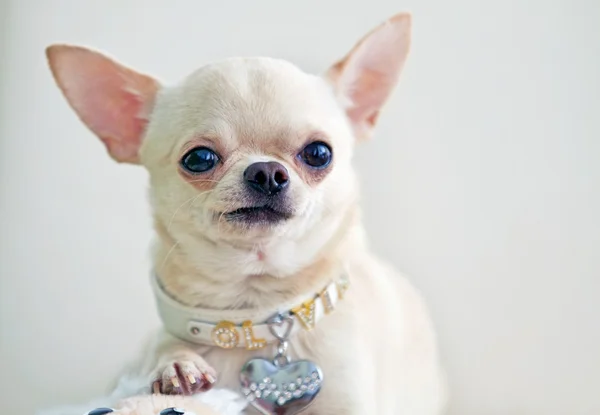 Belle chihuahua — Photo