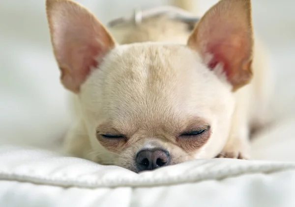 Cão adormecido — Fotografia de Stock