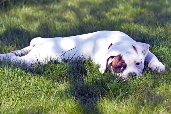 Cachorrinho deitado — Fotografia de Stock