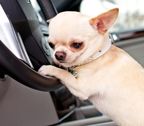 Chihuahua en el coche — Foto de Stock