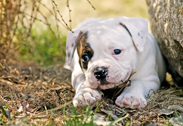 Küçük köpek yavrusu — Stok fotoğraf