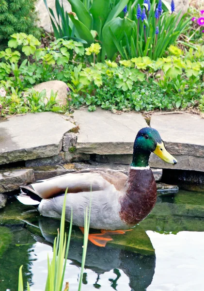 池でドレイク — ストック写真