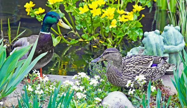 Un par de patos. — Foto de Stock