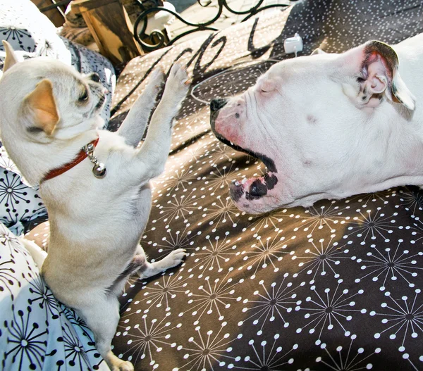 Twee grappige honden — Stockfoto