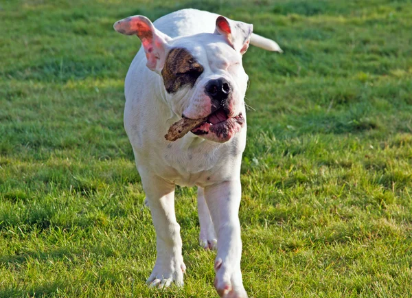 American bulldog playing with woodwn stick — Stock Photo, Image