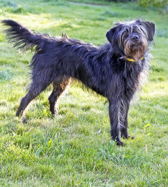 Zwarte hond — Stockfoto