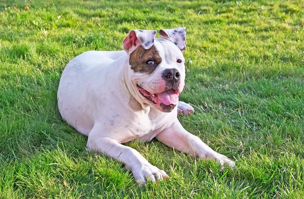 Hond op het gras — Stockfoto