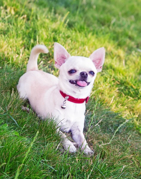 Chihuahua on the grass — Stock Photo, Image