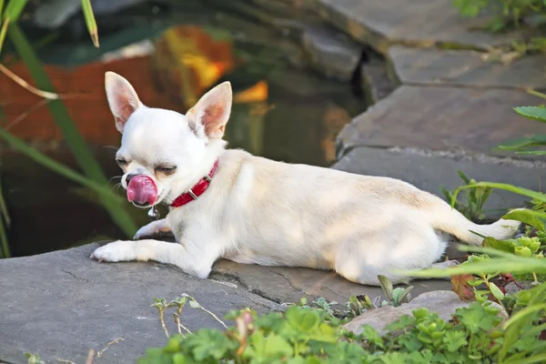 Собака пьет воду из пруда — стоковое фото