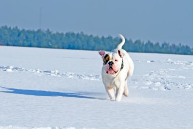 dog running in the field clipart