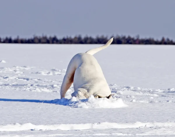 Búsqueda de perros para algo interesante bajo la nieve —  Fotos de Stock