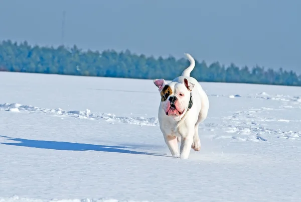Dog running in the field — Stock Photo, Image