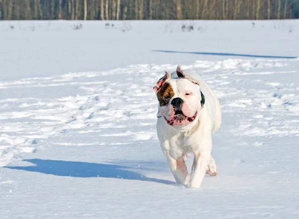 Lycklig hund en vinterdag — Stockfoto