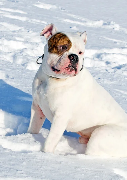 Portrait de Bouledogue américain — Photo