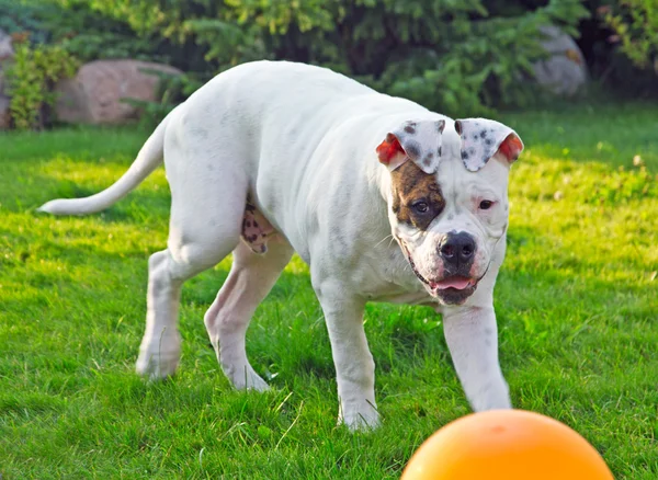 Amerikan bulldog ile bir top oynarken — Stok fotoğraf