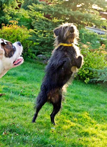 Zwarte hond — Stockfoto