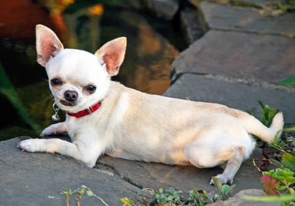 Chihuahua in de buurt van de vijver — Stockfoto