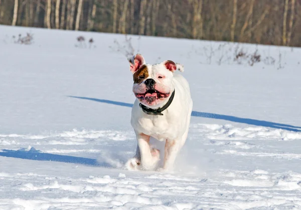 Löpande hund — Stockfoto